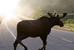 Госавтоинспекция предупреждает водителей о возможном появлении на дороге диких животных