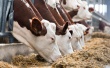 О результатах проверки молочно-товарной фермы в Гаврилов-Ямском районе