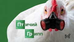 Осторожно! Птичий грипп. Памятка по профилактике гриппа птиц