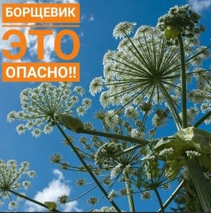 В Ярославской области планируется увеличение штрафов за непроведение мероприятий по уничтожению борщевика Сосновского