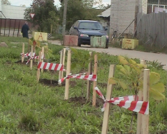 В Гаврилов-Яме появилась аллея из тридцати каштанов